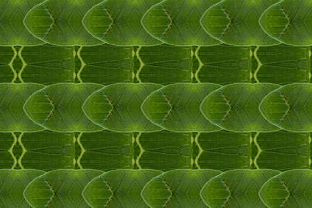 Pattern from leaf and wall paper conceptの写真素材