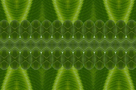 Pattern from leaf and wall paper conceptの写真素材