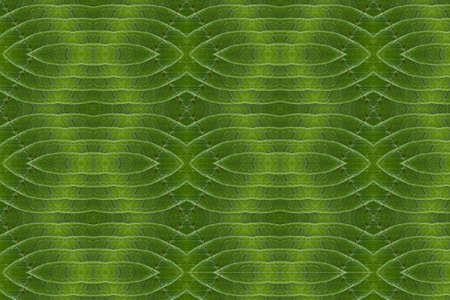 Pattern from leaf and wall paper conceptの写真素材