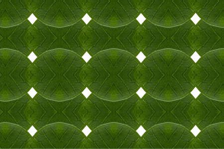Pattern from leaf and wall paper conceptの写真素材