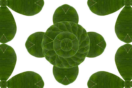 Card form leaf の写真素材