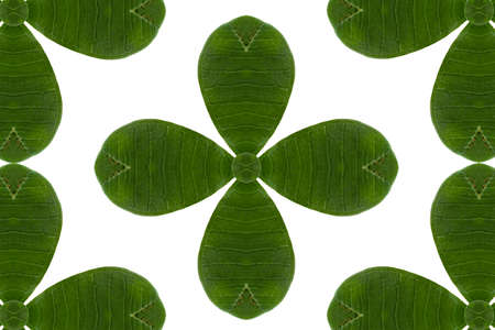 Create from leafの写真素材