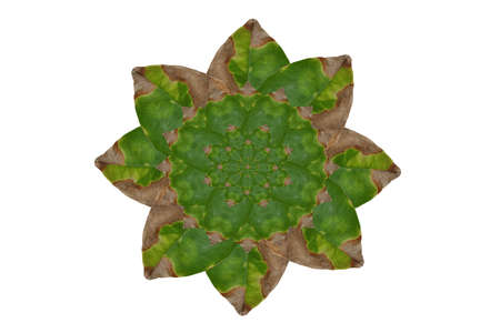 Idea form leaf.Flower conceptの写真素材