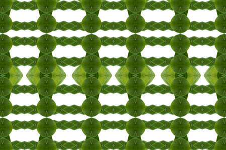 Idea from leaf.wallpaper conceptの写真素材