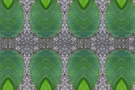Idea from leaf.Wallpaper conceptの写真素材