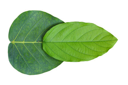 Leaf on white backgroud