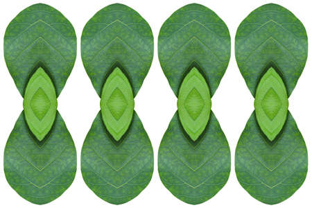 Idea from leaf. Pattern Green from leaf  conceptの写真素材