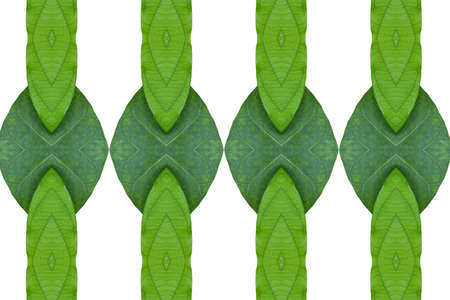 Idea from leaf.の写真素材