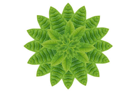 Idea form leaf.Flower conceptの写真素材