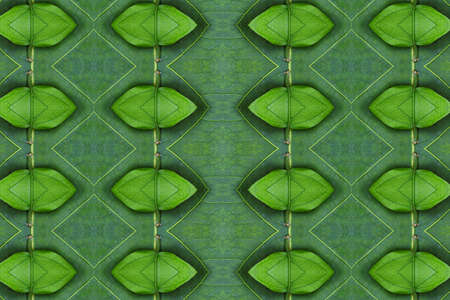 Pattern from leaf.Wallpaper conceptの写真素材