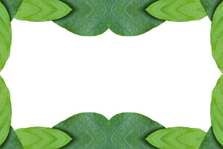 Pattern from leaf.Card from leafの写真素材