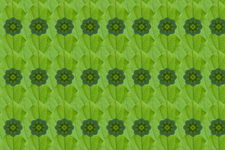 Idea form leaf.Flower conceptの写真素材