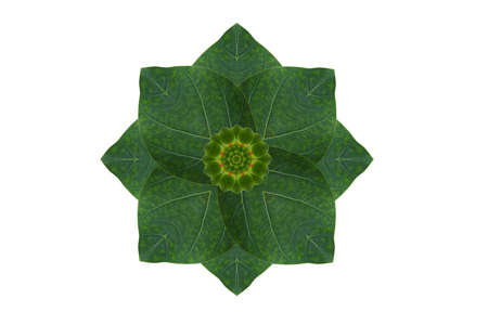 Create from leafの写真素材