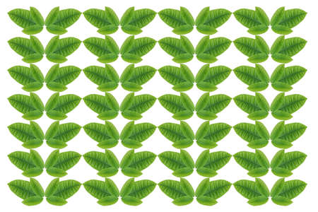 Pattern from leaf..wallpaper concept