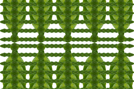 Pattern from leaf..wallpaper conceptの写真素材