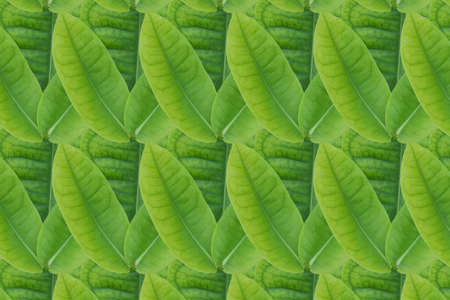 Idea from leaf. Pattern Green from leaf  concept