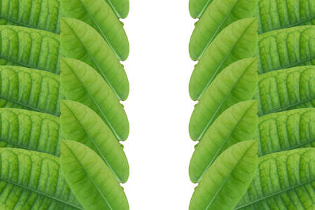 Pattern from leaf.の写真素材