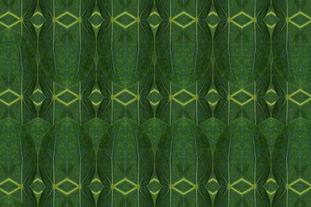 Pattern from leaf.wallapper conceptの写真素材