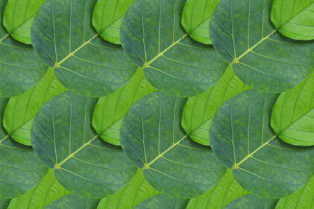 Idea form leaf.Pattern for wallpaper conceptの写真素材