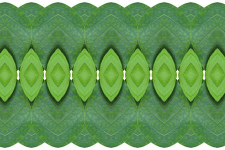Idea form leaf.Pattern for wallpaper conceptの写真素材