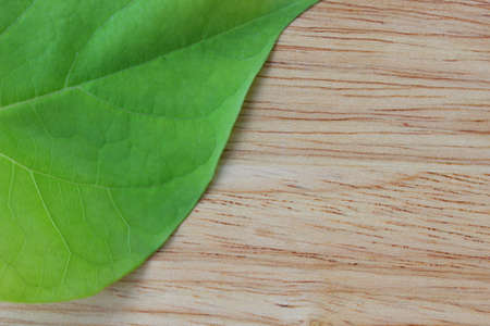Pattern from leaf on wood wall.の写真素材