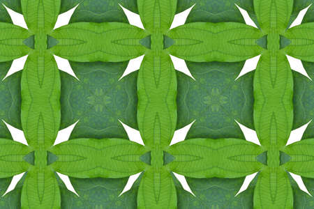 Pattern from leaf on wood wall.の写真素材