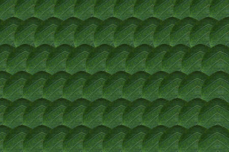 Create from leafの写真素材