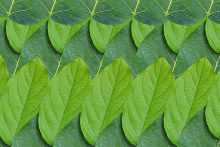 Create from leaf