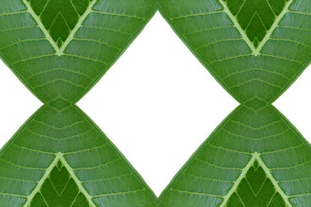 Create from leafの写真素材
