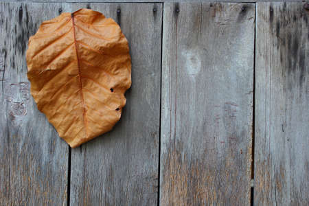 Closeup leaves on a wooden wallの写真素材