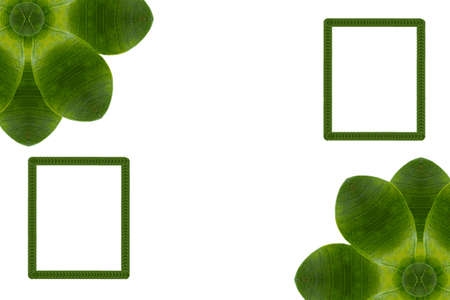 Card or frame form leafの写真素材
