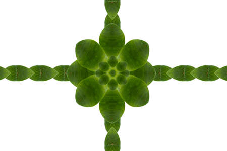 Idea from leafの写真素材