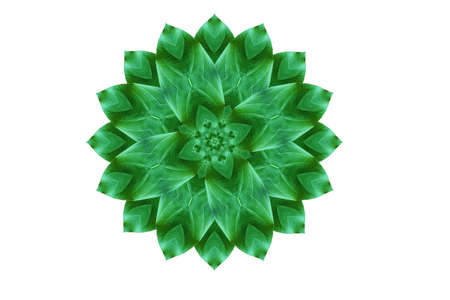 Flower a create form conceptの写真素材