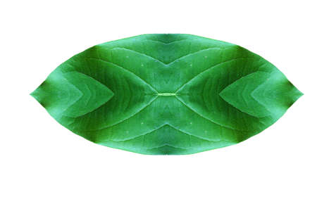 Leaf on white backgroundの写真素材
