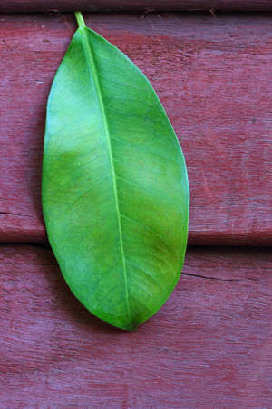 Green leaf on red wood closeの写真素材