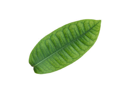 Leaf on white backgroundの写真素材