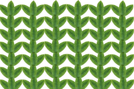 Idea from leafの写真素材