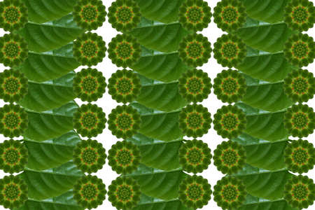 Idea from leaf