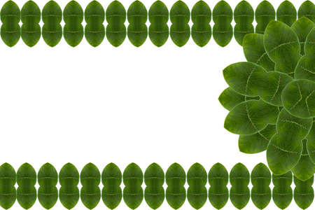 Idea from leafの写真素材