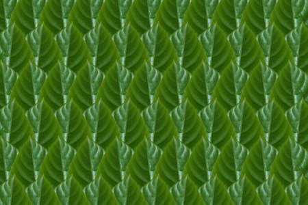 Idea from leafの写真素材