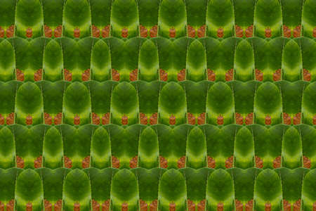 Idea from leafの写真素材