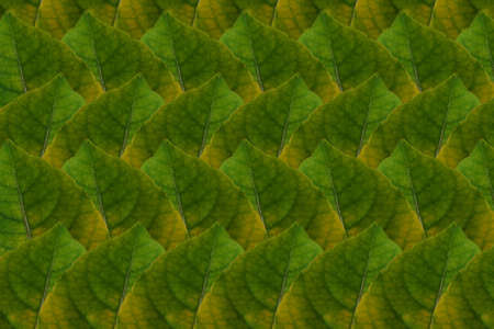 Idea from leafの写真素材