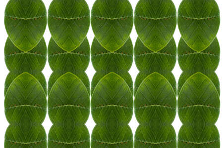 Idea from leafの写真素材