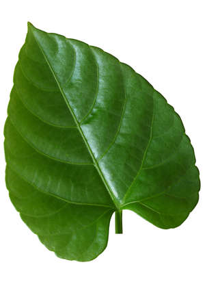 Leaf on white  backgroundの写真素材