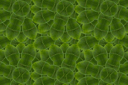 Idea from leafの写真素材