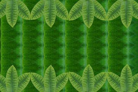 Create from leaf.(Wallpaper conceptの写真素材