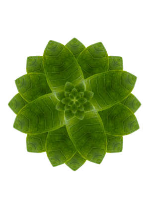 Idea from leafの写真素材