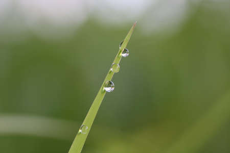 Fresh grass with dew drops close upの写真素材