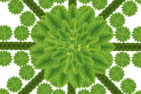 Idea from leafの写真素材