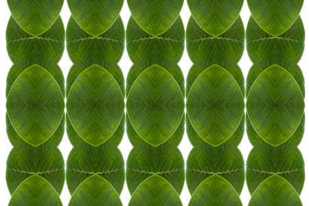 Idea from leafの写真素材